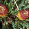 banksia nivea honeypot dryandra 3