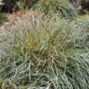 banksia nivea honeypot dryandra 4