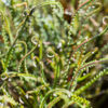 banksia nivea honeypot dryandra 5
