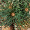banksia nivea honeypot dryandra 6