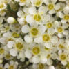 chamelaucium leeman pearl pbr 1