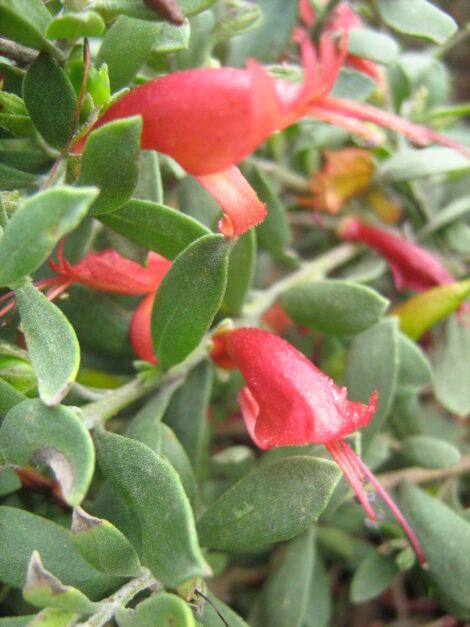 eremophila glabra prostrate burgundy 2