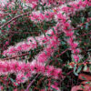 hakea burrendong beauty 1