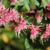 hakea burrendong beauty 2