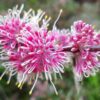 hakea burrendong beauty 3
