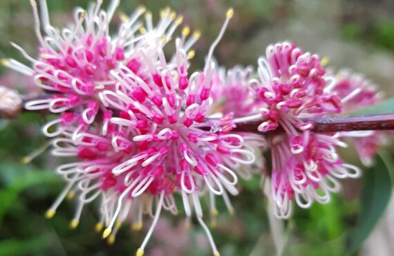 hakea burrendong beauty 3
