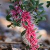 hakea burrendong beauty 5