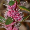 hakea burrendong beauty 6