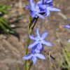 orthrosanthus multiflorus 1