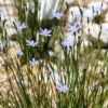 orthrosanthus multiflorus 2
