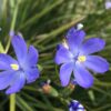 orthrosanthus multiflorus 3