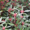 tasmannia lanceolata 6
