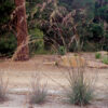 themeda triandra true blue 1