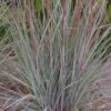 themeda triandra true blue 2