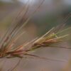 themeda triandra true blue 3