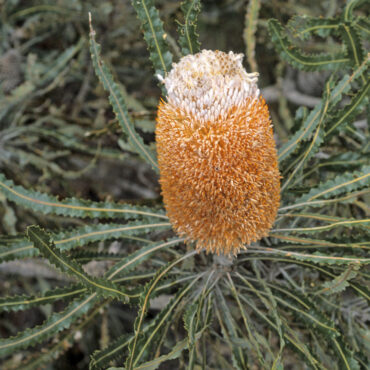 banksia prionotes ‘acorn banksia 1