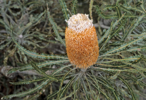 banksia prionotes ‘acorn banksia 1