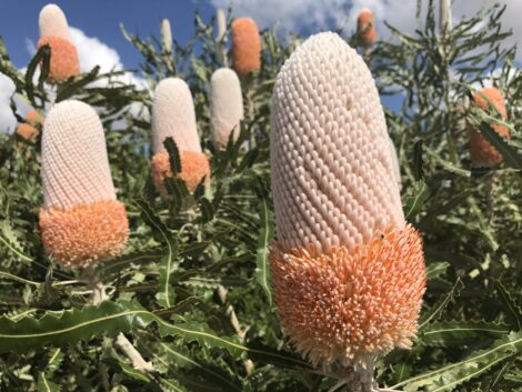 banksia prionotes ‘acorn banksia 3