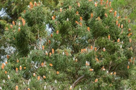 big acorn banksia tree full of inflorescence flower spikes in so