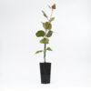 Eucalyptus Caesia Silver Princess