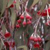 eucalyptus caesia silver princess 1