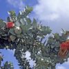 eucalyptus macrocarpa ‘mottlecah2
