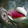 eucalyptus macrocarpa ‘mottlecah4