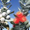 eucalyptus macrocarpa ‘mottlecah5