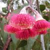 eucalyptus caesia ssp magna 1024x1024@2x