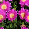 1 carpobrotus glaucescens ‘car10 aussie rambler™