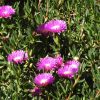 3 carpobrotus glaucescens ‘car10 aussie rambler™
