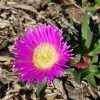 5 carpobrotus glaucescens ‘car10 aussie rambler™