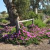 8 carpobrotus glaucescens ‘car10 aussie rambler™