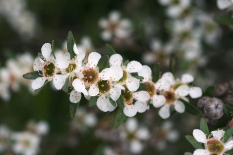 leptospermum petersonii white swan 1