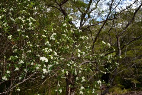 leptospermum petersonii ‘lemon scented tea tree pbr 2