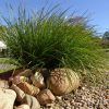 lomandra longifolia ‘lm300 tanika1
