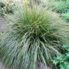 lomandra longifolia ‘lm300 tanika2