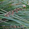 lomandra longifolia ‘lm300 tanika3