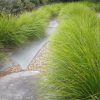 lomandra longifolia ‘lm300 tanika4