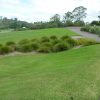lomandra longifolia ‘lm300 tanika5