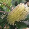 1 banksia integrifolia prostrate ‘roller coaster