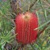 1 banksia occidentalis