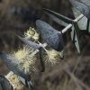 1 eucalyptus pulverulenta