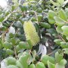 2 banksia integrifolia prostrate ‘roller coaster