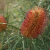 2 banksia occidentalis