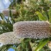 2 banksia serrata