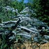2 eucalyptus pulverulenta
