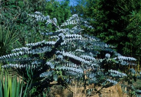 2 eucalyptus pulverulenta