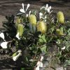 3 banksia integrifolia prostrate ‘roller coaster