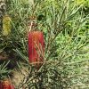 3 banksia occidentalis